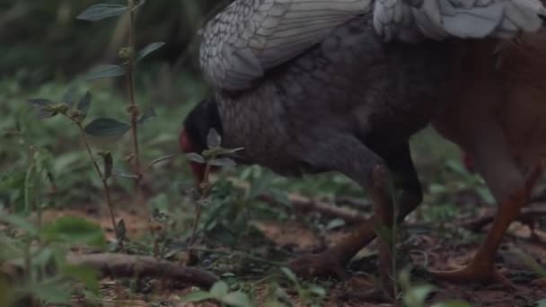 Pollo Viviendo Naturaleza Animales Gallina — Vídeos de Stock
