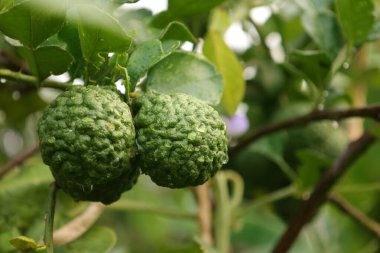 Ağaçta Bergamot meyvesi, ağaçta yeşil limon 