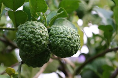 Ağaçta Bergamot meyvesi, ağaçta yeşil limon 