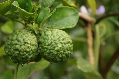 Ağaçta Bergamot meyvesi, ağaçta yeşil limon 