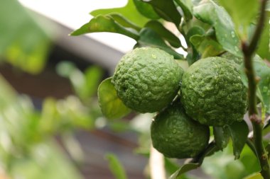 Ağaçta Bergamot meyvesi, ağaçta yeşil limon 