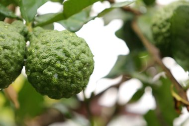 Ağaçta Bergamot meyvesi, ağaçta yeşil limon 
