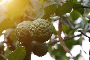 Ağaçta Bergamot meyvesi, ağaçta yeşil limon 