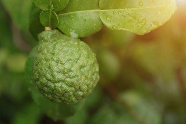 Ağaçta Bergamot meyvesi, ağaçta yeşil limon 