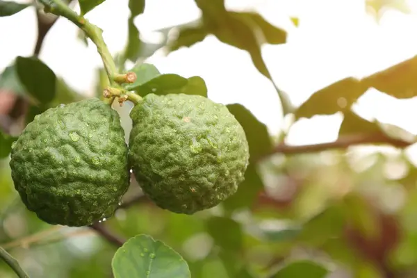 Fruta Bergamota Árvore Limão Verde Árvore — Fotografia de Stock