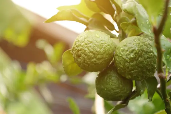 Ağaçta Bergamot Meyvesi Ağaçta Yeşil Limon — Stok fotoğraf
