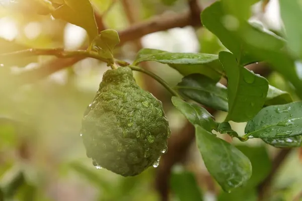 Περγαμόντο Φρούτα Στο Δέντρο Πράσινο Λάιμ Στο Δέντρο — Φωτογραφία Αρχείου
