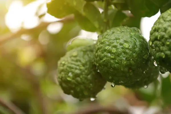 Bergamott Frukt Trädet Grön Lime Trädet — Stockfoto