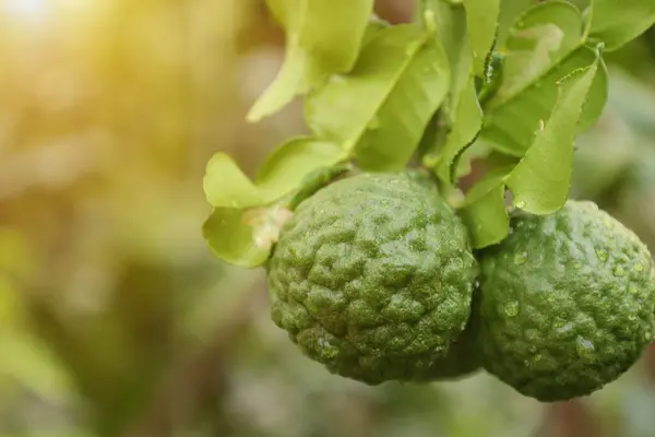 Fruta Bergamota Árvore Limão Verde Árvore — Fotografia de Stock