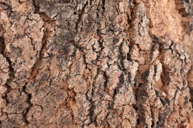 Ahşap doku arka plan, desenli arka plan, kahverengi ahşap doku 