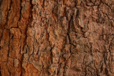 Ahşap doku arka plan, desenli arka plan, kahverengi ahşap doku 