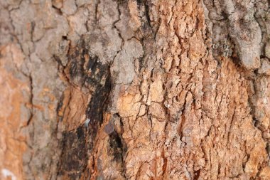 Ahşap doku arka plan, desenli arka plan, kahverengi ahşap doku 