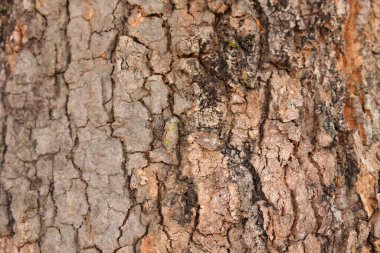 Ahşap doku arka plan, desenli arka plan, kahverengi ahşap doku 