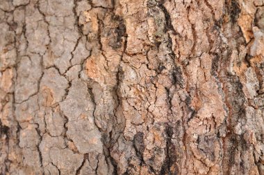 Ahşap doku arka plan, desenli arka plan, kahverengi ahşap doku 