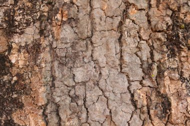 Ahşap doku arka plan, desenli arka plan, kahverengi ahşap doku 