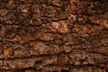 Ahşap doku arka plan, desenli arka plan, kahverengi ahşap doku 