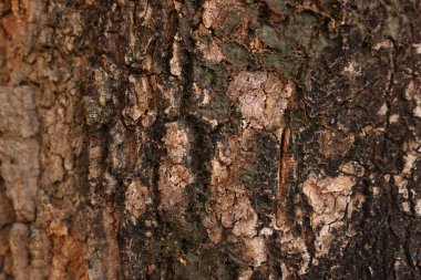 Ahşap doku arka plan, desenli arka plan, kahverengi ahşap doku 