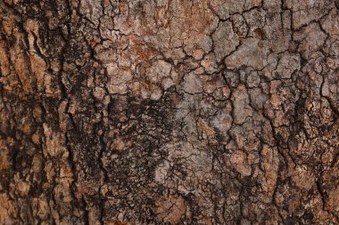 Ahşap doku arka plan, desenli arka plan, kahverengi ahşap doku 