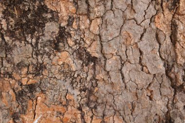 Ahşap doku arka plan, desenli arka plan, kahverengi ahşap doku 