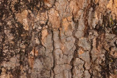 Ahşap doku arka plan, desenli arka plan, kahverengi ahşap doku 