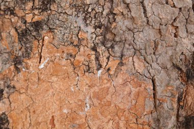 Ahşap doku arka plan, desenli arka plan, kahverengi ahşap doku 