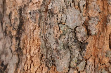 Ahşap doku arka plan, desenli arka plan, kahverengi ahşap doku 