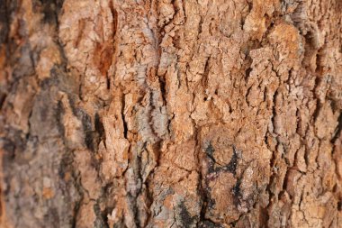 Ahşap doku arka plan, desenli arka plan, kahverengi ahşap doku 