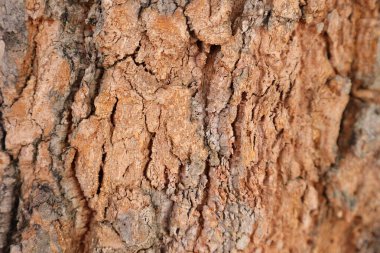 Ahşap doku arka plan, desenli arka plan, kahverengi ahşap doku 