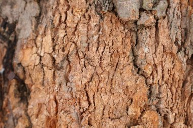 Ahşap doku arka plan, desenli arka plan, kahverengi ahşap doku 