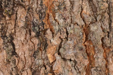 Ahşap doku arka plan, desenli arka plan, kahverengi ahşap doku 