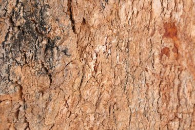 Ahşap doku arka plan, desenli arka plan, kahverengi ahşap doku 