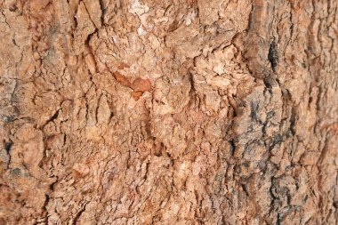 Ahşap doku arka plan, desenli arka plan, kahverengi ahşap doku 