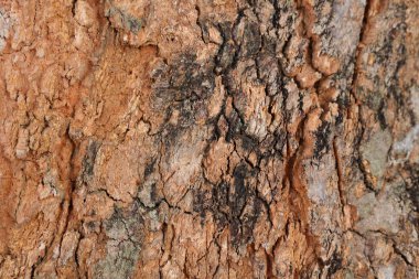 Ahşap doku arka plan, desenli arka plan, kahverengi ahşap doku 