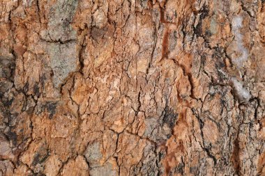 Ahşap doku arka plan, desenli arka plan, kahverengi ahşap doku 