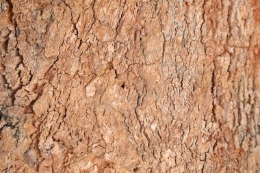 Ahşap doku arka plan, desenli arka plan, kahverengi ahşap doku 