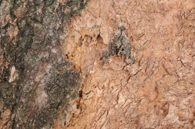 Ahşap doku arka plan, desenli arka plan, kahverengi ahşap doku 