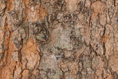 Ahşap doku arka plan, desenli arka plan, kahverengi ahşap doku 