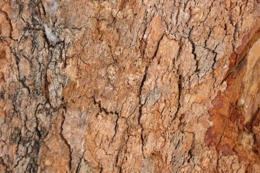 Ahşap doku arka plan, desenli arka plan, kahverengi ahşap doku 