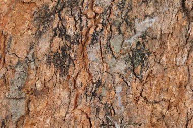 Ahşap doku arka plan, desenli arka plan, kahverengi ahşap doku 