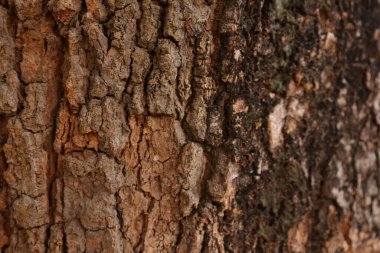 Ahşap doku arka plan, desenli arka plan, kahverengi ahşap doku 