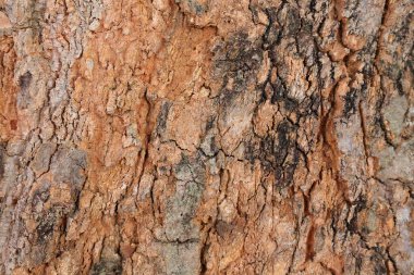 Ahşap doku arka plan, desenli arka plan, kahverengi ahşap doku 