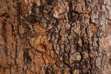 Ahşap doku arka plan, desenli arka plan, kahverengi ahşap doku 