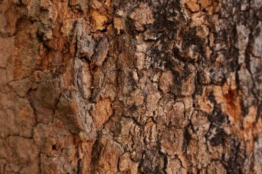 Ahşap doku arka plan, desenli arka plan, kahverengi ahşap doku 