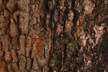 Ahşap doku arka plan, desenli arka plan, kahverengi ahşap doku 