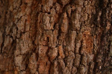 Ahşap doku arka plan, desenli arka plan, kahverengi ahşap doku 