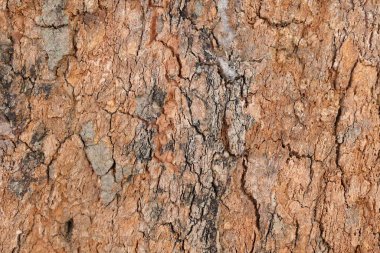 Ahşap doku arka plan, desenli arka plan, kahverengi ahşap doku 