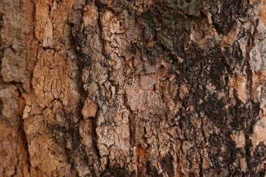 Ahşap doku arka plan, desenli arka plan, kahverengi ahşap doku 