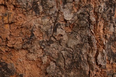 Ahşap doku arka plan, desenli arka plan, kahverengi ahşap doku 