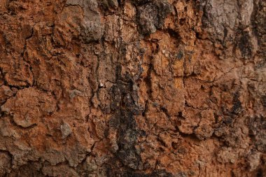 Ahşap doku arka plan, desenli arka plan, kahverengi ahşap doku 