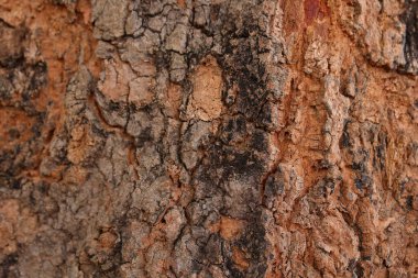 Ahşap doku arka plan, desenli arka plan, kahverengi ahşap doku 